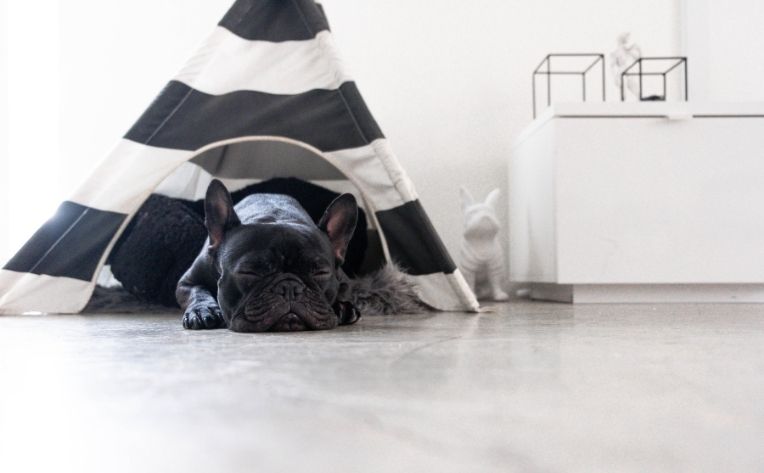 floor types for dogs